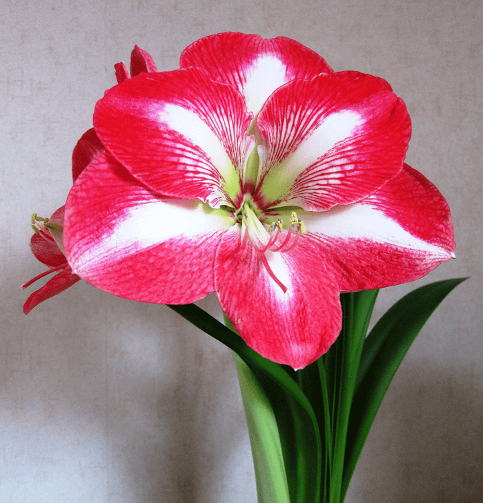 Картинки по запросу Цветущие зимой комнатные растения в красно-белой гамме