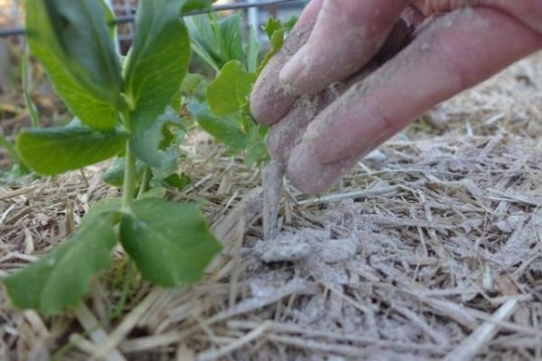 Древесная зола – натуральное удобрение и средство борьбы с вредителями