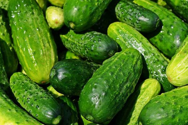 cucumbers-growing-big