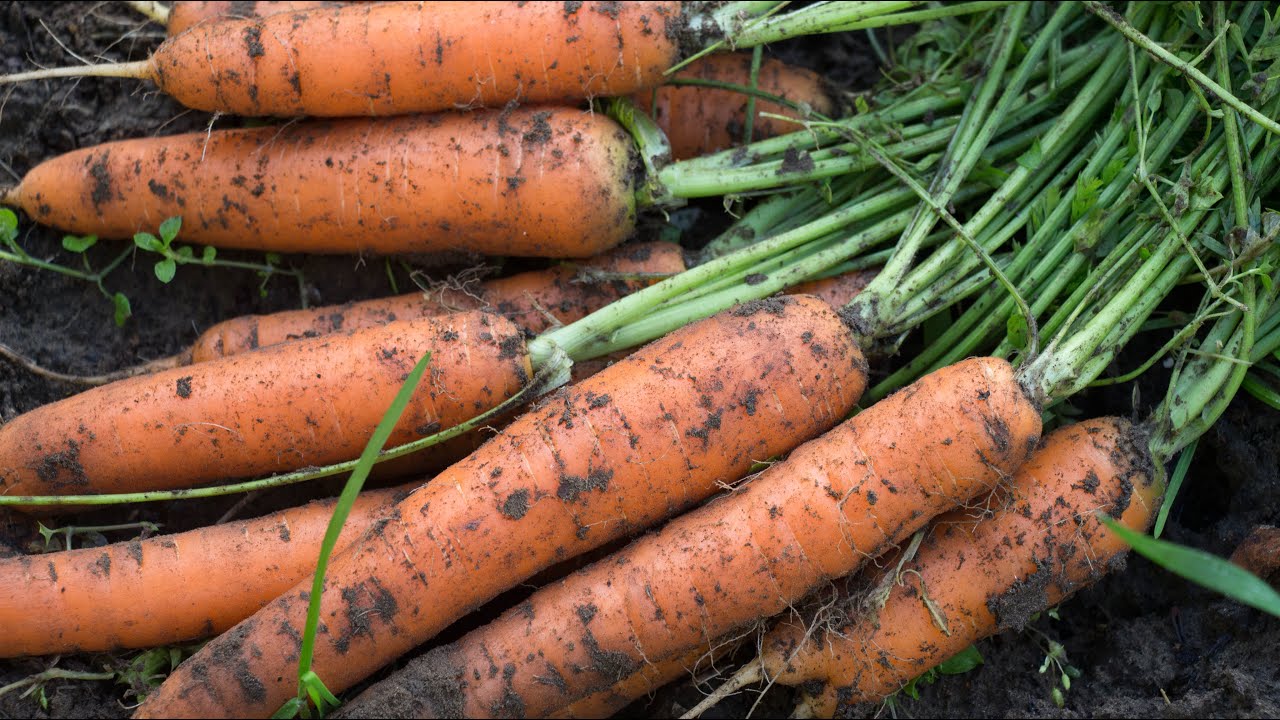 Картинки по запросу Как вырастить морковь в открытом грунте