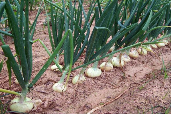 onion-plant-big