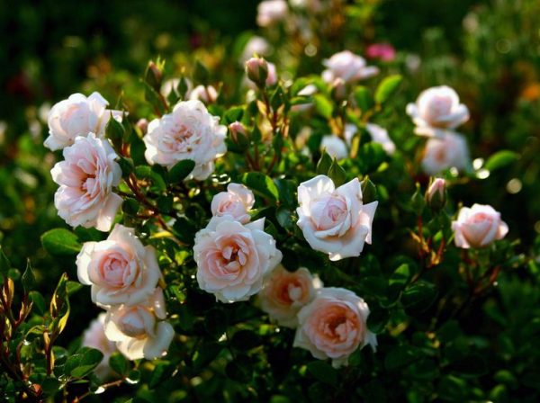 rose_bushes