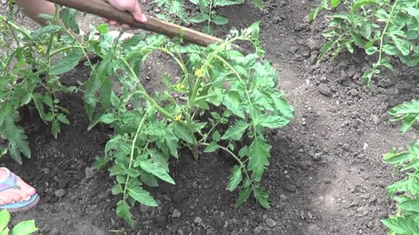 Nuzhno-li-okuchivat-pomidoryi-31