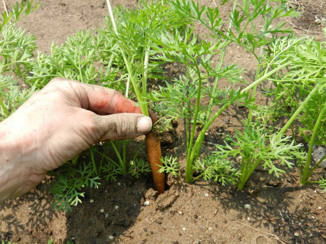 Картинки по запросу Морковь: выращивание и уход в открытом грунте