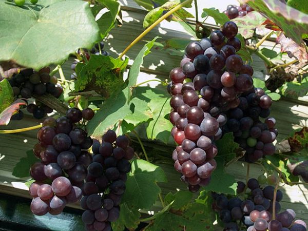 grapes4a