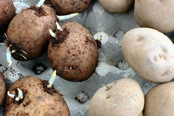 potato-tubers-prepare-to-grow
