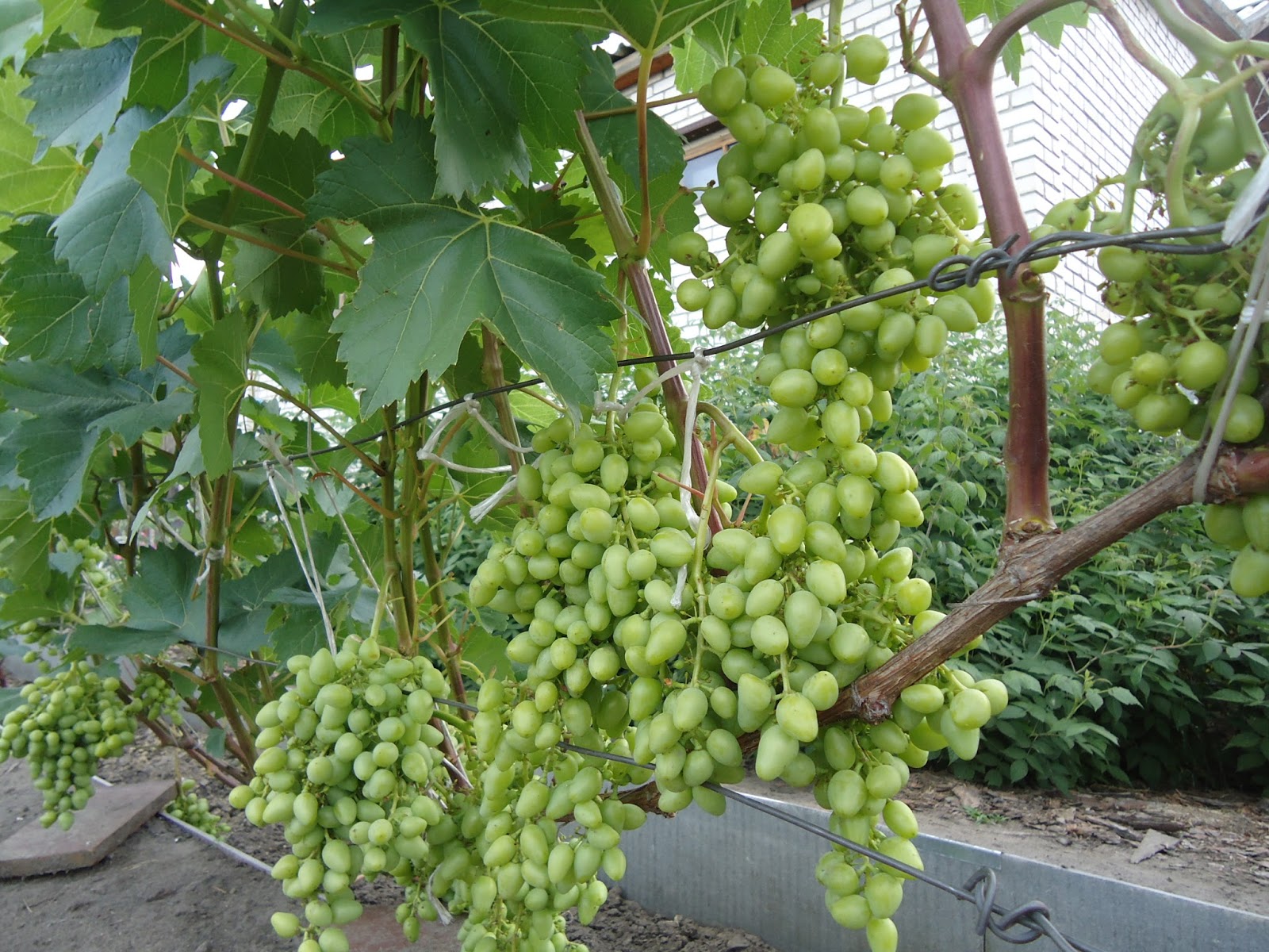 Картинки по запросу Выращивание винограда в теплице
