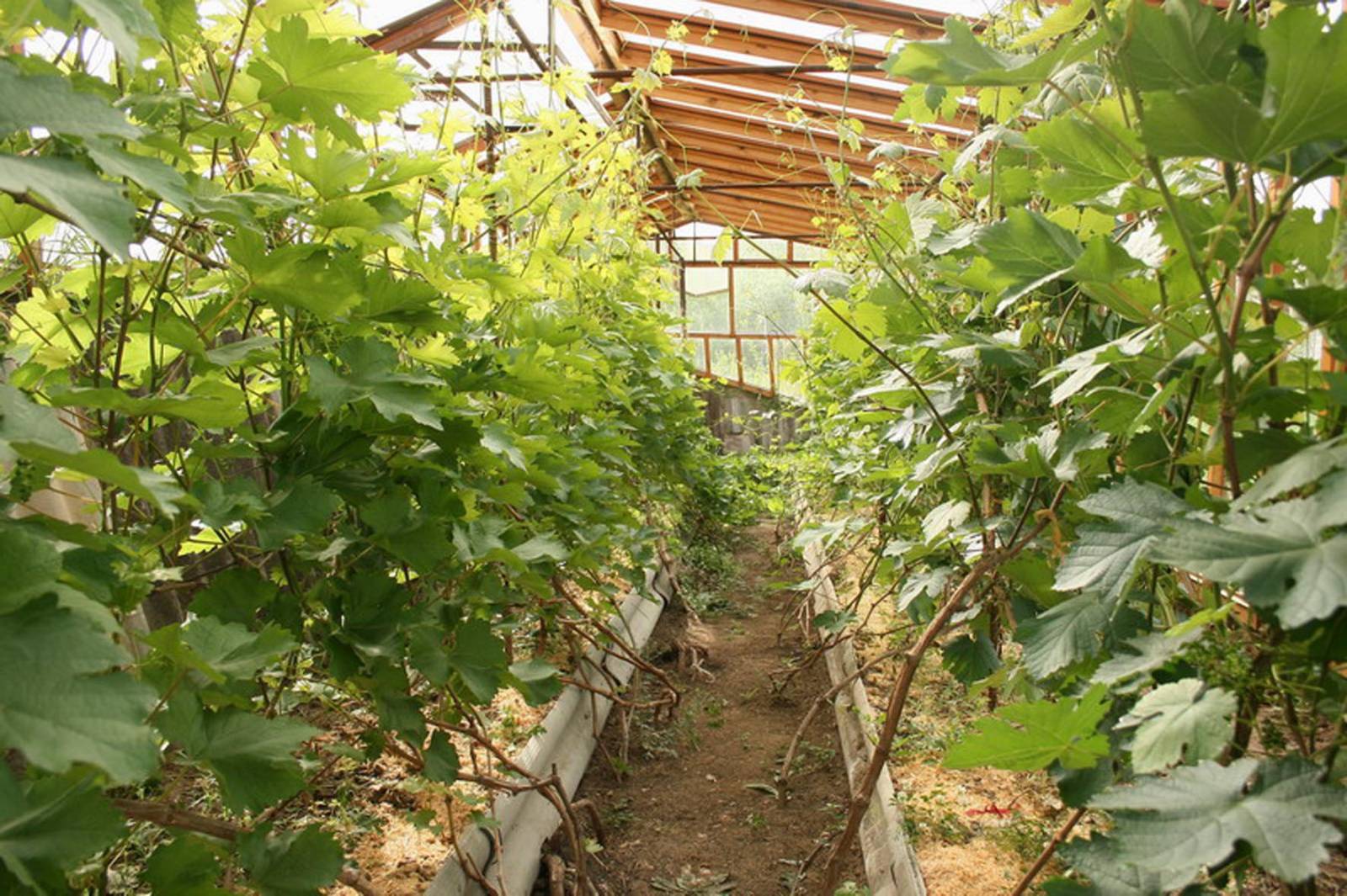 Картинки по запросу Выращивание винограда в теплице
