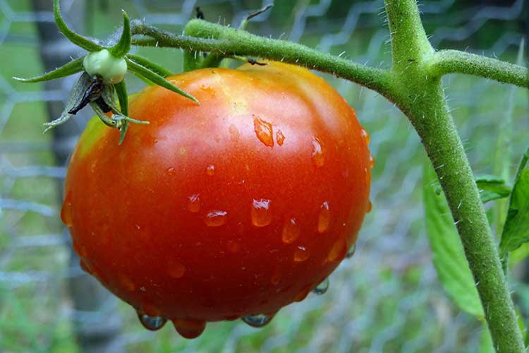 tomato-fertilize-big