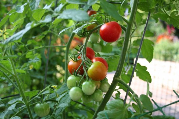 tomatoes-01
