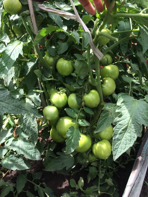Nuzhno-li-pasyinkovat-pomidoryi-cherri-35