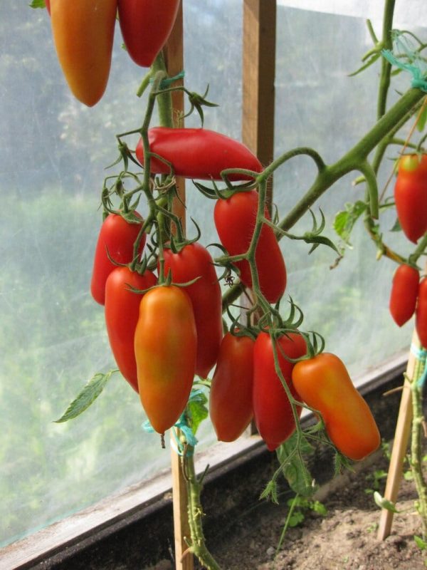 tomaty-v-teplice