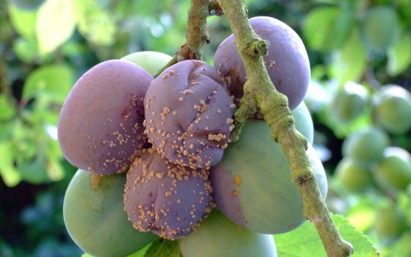 Эффективные способы избавления от плодовой гнили на персиках, яблоне, сливе и черешне