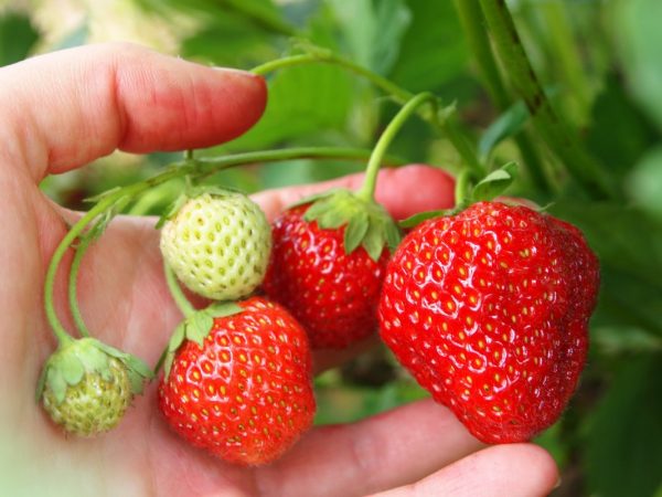 Strawberry-growing-3