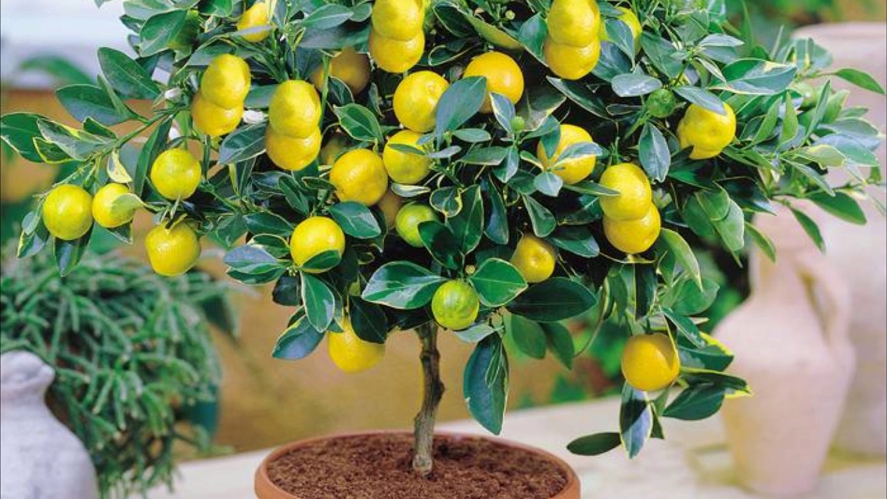 Картинки по запросу Домашний лимон — украшение вашего дома