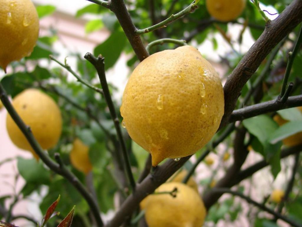 Картинки по запросу Домашний лимон — украшение вашего дома