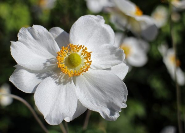 osen-anemona-belyj-cvetok