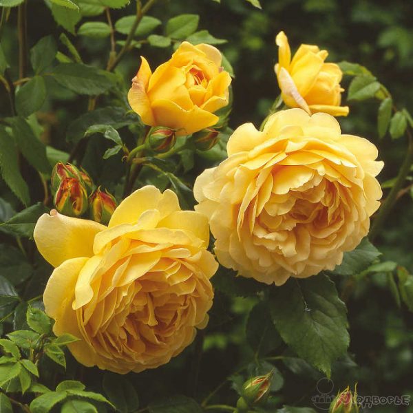 Роза Голден Селебрейшн (Golden Celebration) - шраб - фото ...