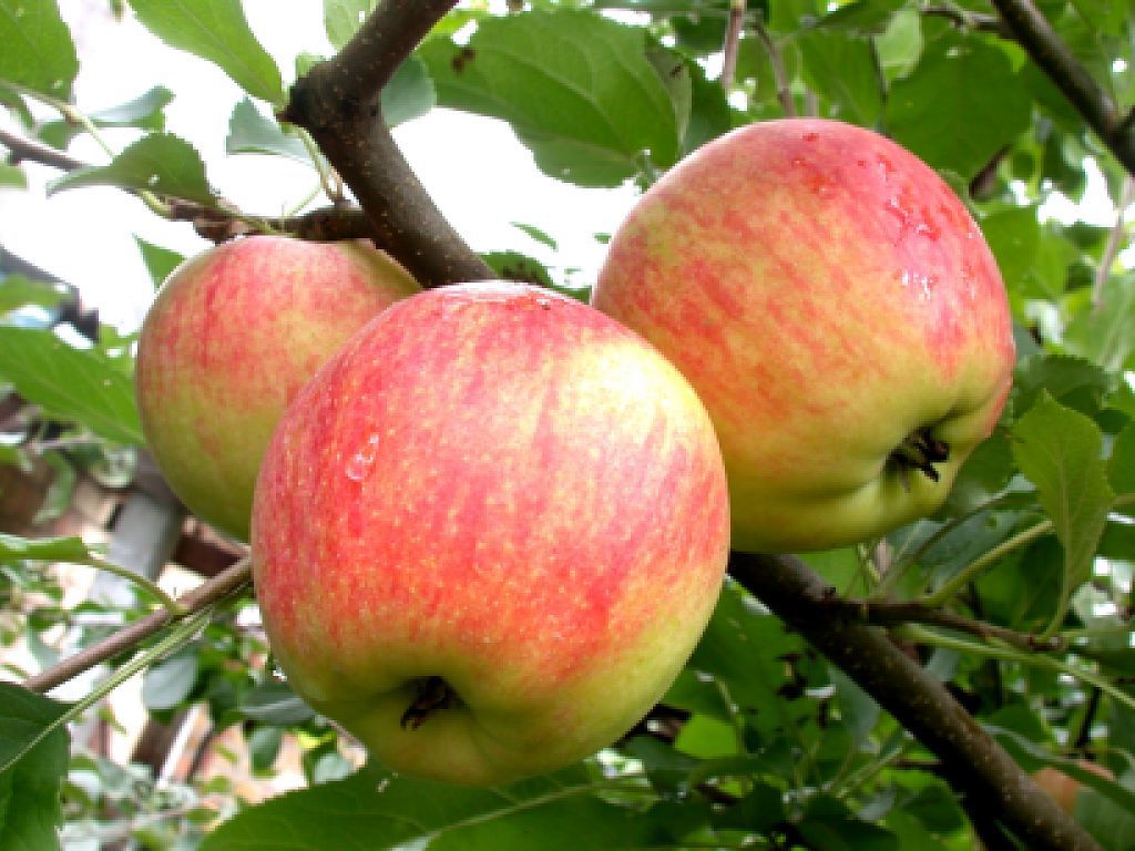 Посадка яблони весной своими руками - подробное описание!