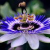 Самые необычные цветы в мире » Интересные факты: самое невероятное ...