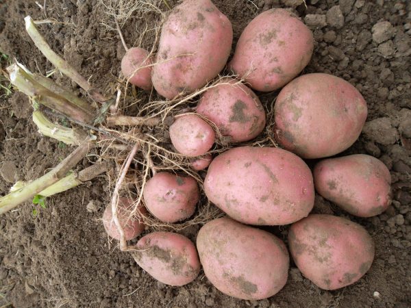Посадка картофеля семенами на рассаду от А до Я