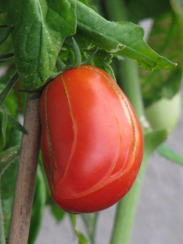 CHerneyut-pomidoryi-97-768x1024-1