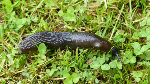 slug_garden_creature_pest_gastropod-615970 jpgd_