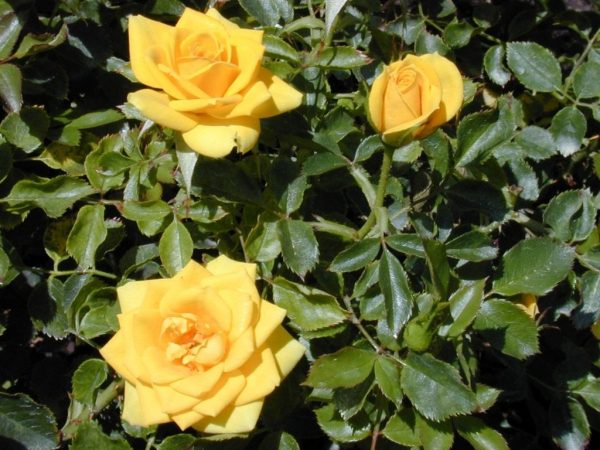 О подкормке роз во время бутонизации и цветения: виды удобрений, правила