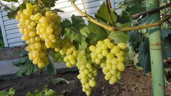 Подкормка винограда осенью: удобрения и прочие способы