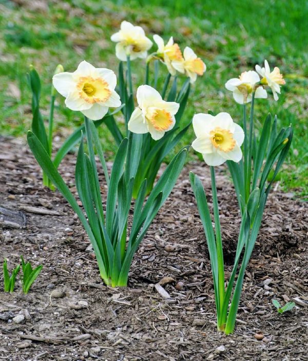 Нарциссы: размножение, посадка и уход в открытом грунте, почему не цветут  цветы