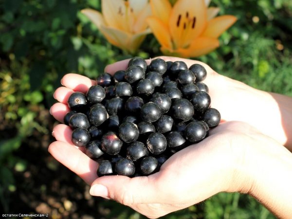 Чёрная смородина Лентяй: позднеспелый сорт с крупными сладкими ягодами – Дизайн Кафе
