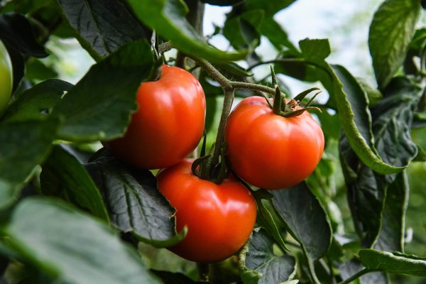 Как безопасно ускорить созревание томатов, рассказали волгоградцам |  Волгоградская Правда