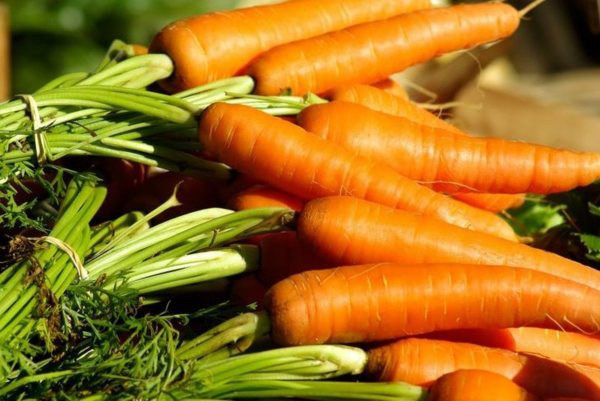 Как собирать и хранить морковь – мыть или не мыть — AgroXXI