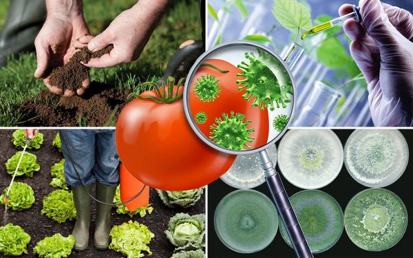 Защитить растения от болезней и вредителей без "химии" – реально! | Дела  огородные (Огород.ru)