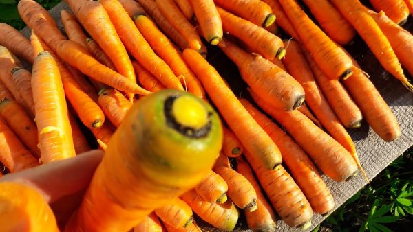 Когда убирать морковь и свеклу - рекомендации по срокам сбора урожая и  хранению, видео