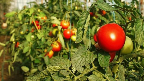 Как ускорить созревание помидоров: эффективные подкормки и обработка для  быстрого созревания томатов и увеличения плодоношения