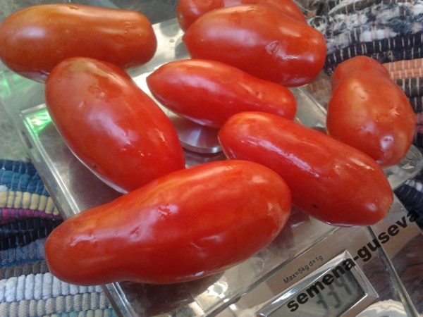 Сорт томатов Дамские пальчики, описание, характеристика и отзывы, а также  особенности выращивания