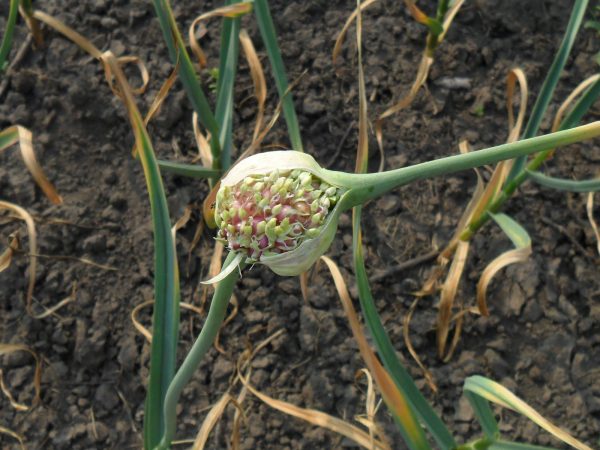 Вкусный Огород: Выращивание чеснока из бульбочек