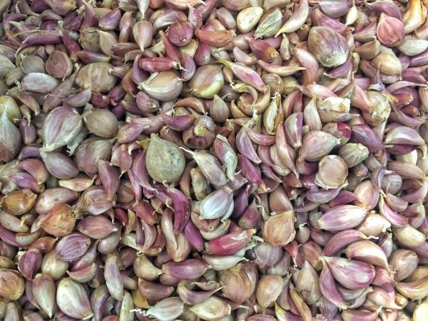 Семена чеснока: выращивание из бульбочек