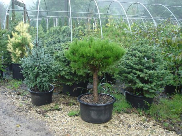 Pinus_densiflora_Umbraculifera_Compacta_3_800