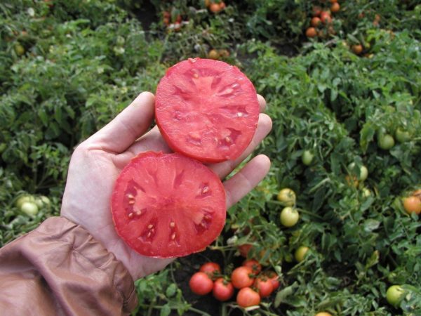 Как правильно собрать и сохранить семена помидоров